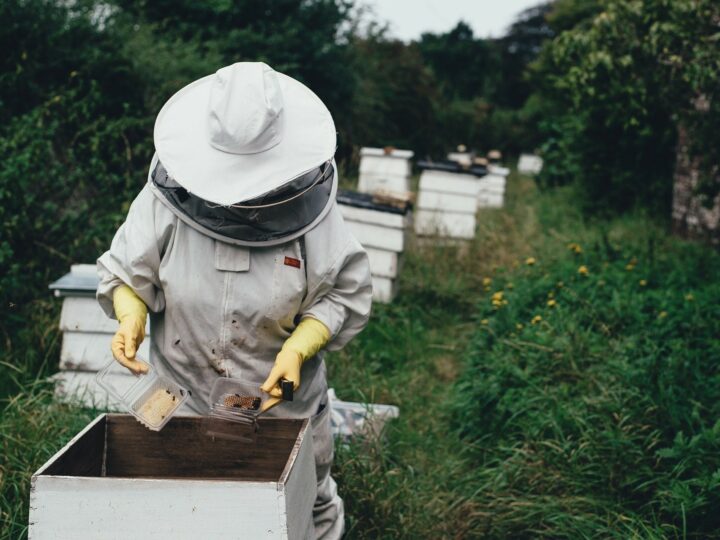 Wsparcie finansowe dla pszczelarzy